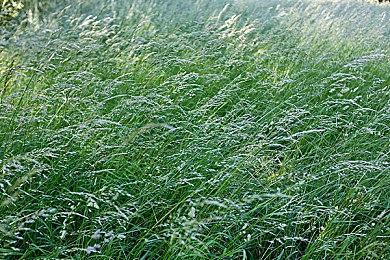 Nvidia CES 2024透露《如龙8》PC版支持DLSS3